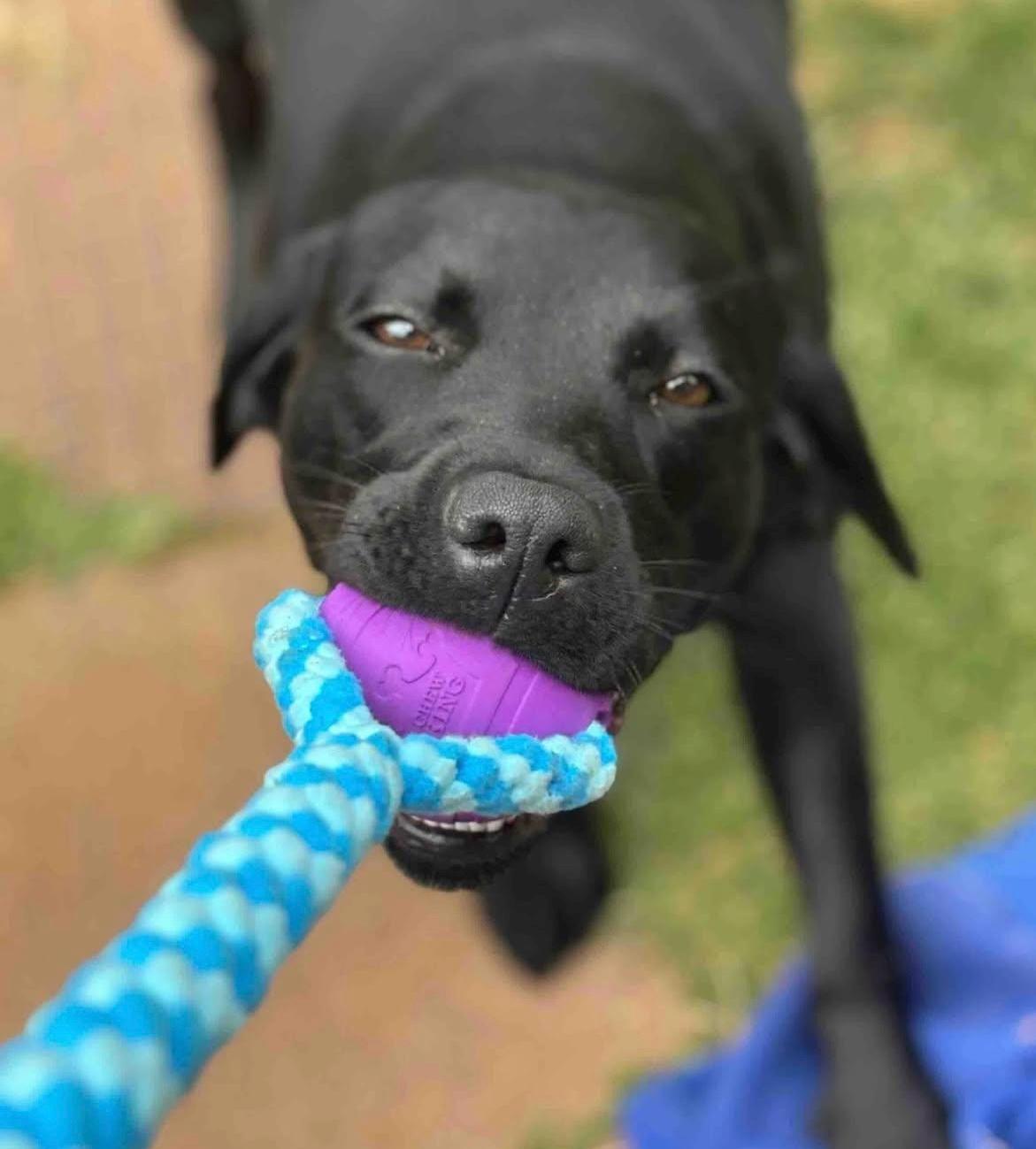 Handmade Fleece Dog Tug Toy: Durable Braided Ball