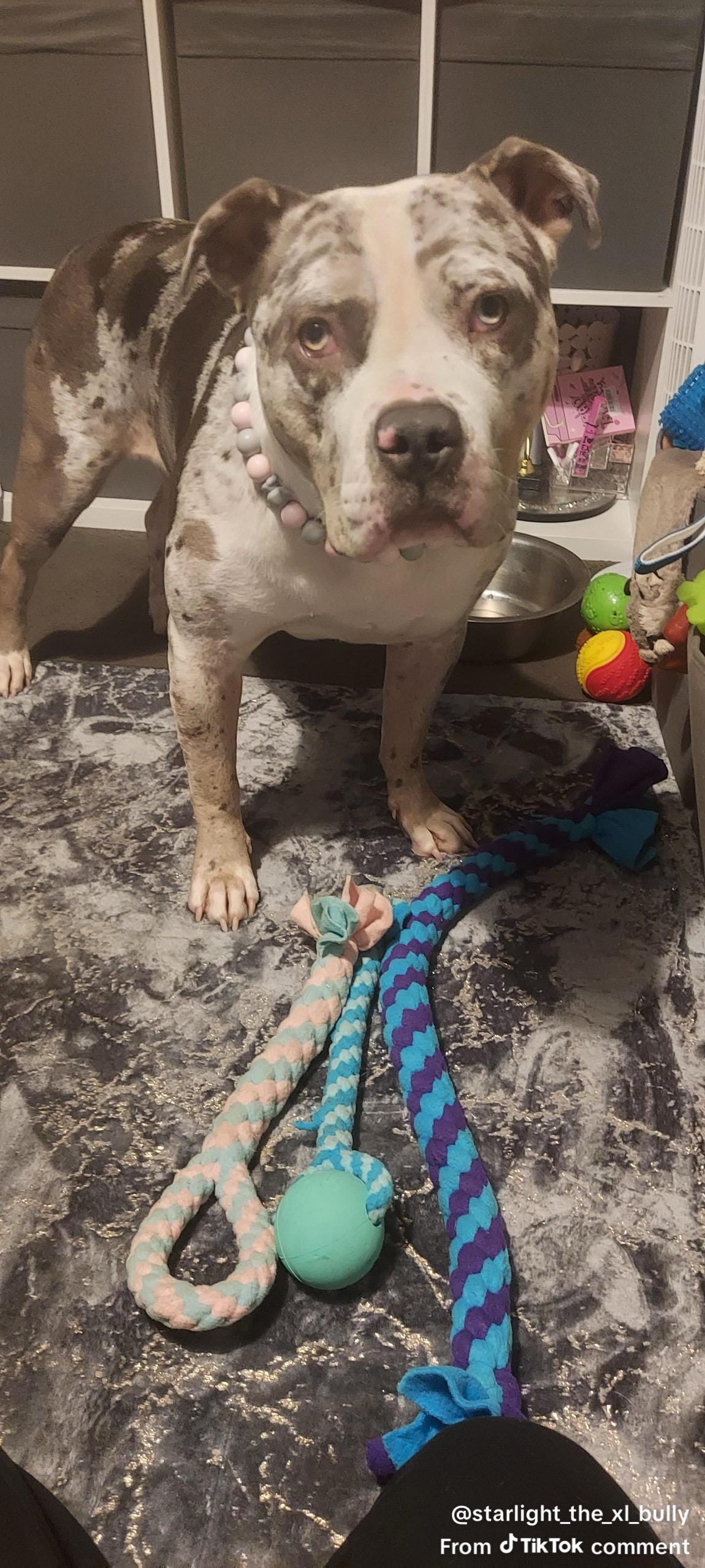 Handmade Fleece Dog Tug Toy: Durable Braided Handle