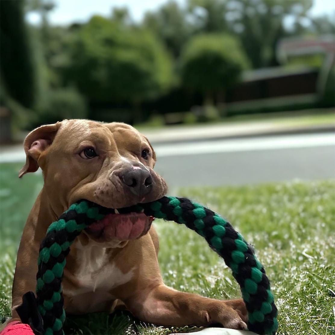 Jumbo thick Braided Fleece Dog Tug Toy: Durable Interactive Play
